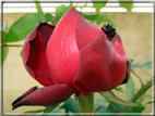 foto Rose